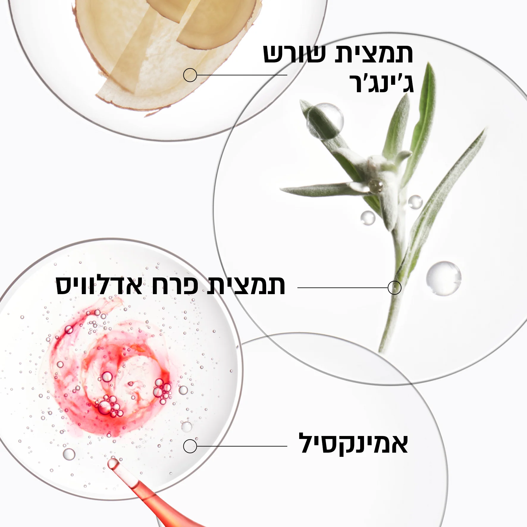 תמונת מוצר 5